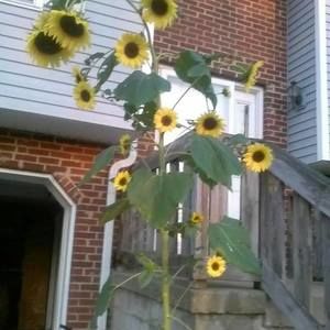 Meet your Posher, Edward